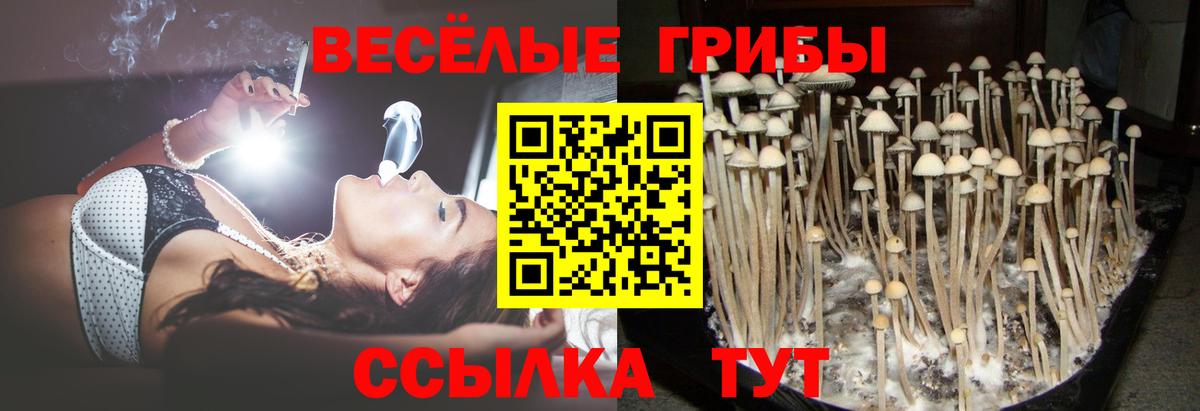 Псилоцибиновые грибы мицелий Туапсе